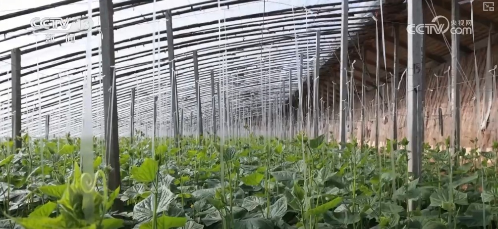 冬储菜供应充足 “老三样”销售旺 百姓“菜篮子”量足价稳