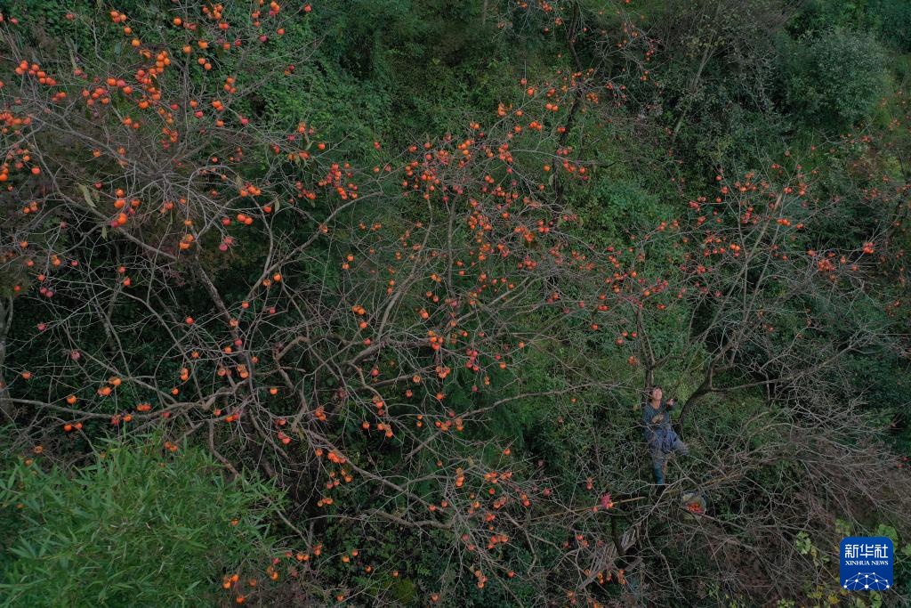 浙江余姚：古村柿红人气旺