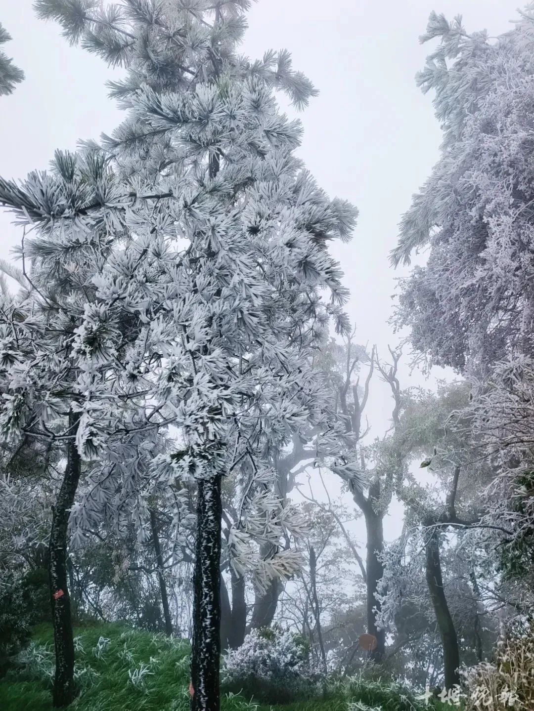 湖北今天下雪了？现场图来了