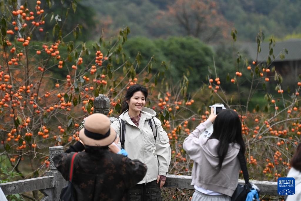 浙江余姚：古村柿红人气旺