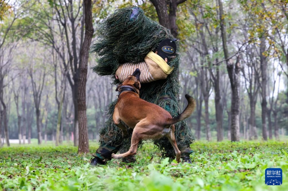 全国警犬技术比赛在京进行 全国警犬技术比赛在京进行