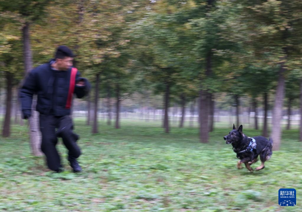 全国警犬技术比赛在京进行 全国警犬技术比赛在京进行