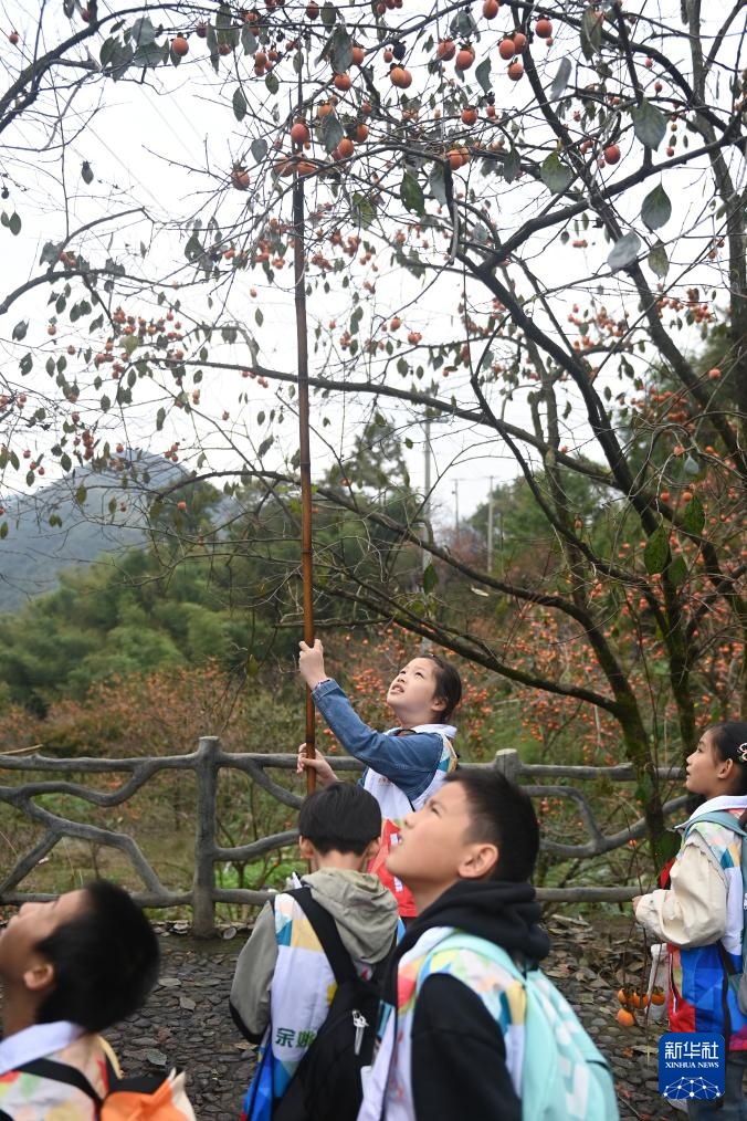 浙江余姚：古村柿红人气旺