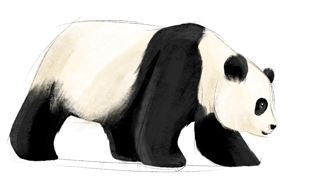 知识点Get√ “黑白配”原来是大熊猫的保护色 知识点Get√ “黑白配”原来是大熊猫的保护色