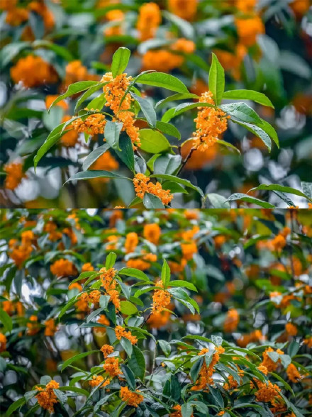桂花飘香秋意浓~九龙坡正是赏花好时节