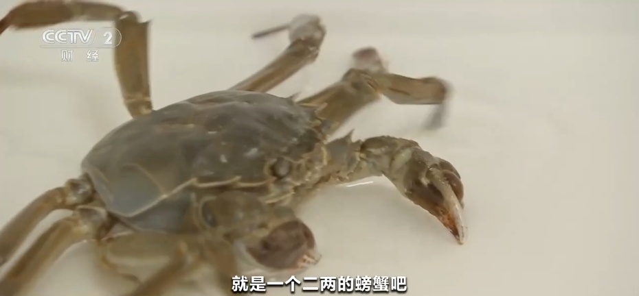 肚皮有"针眼"，是买到了"注水蟹"？央视出手