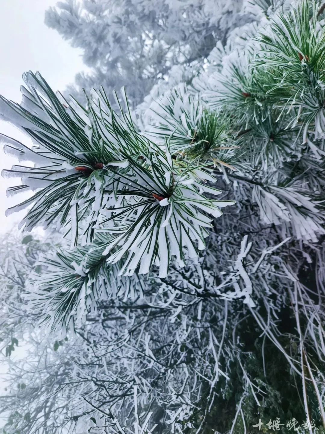 湖北今天下雪了？现场图来了