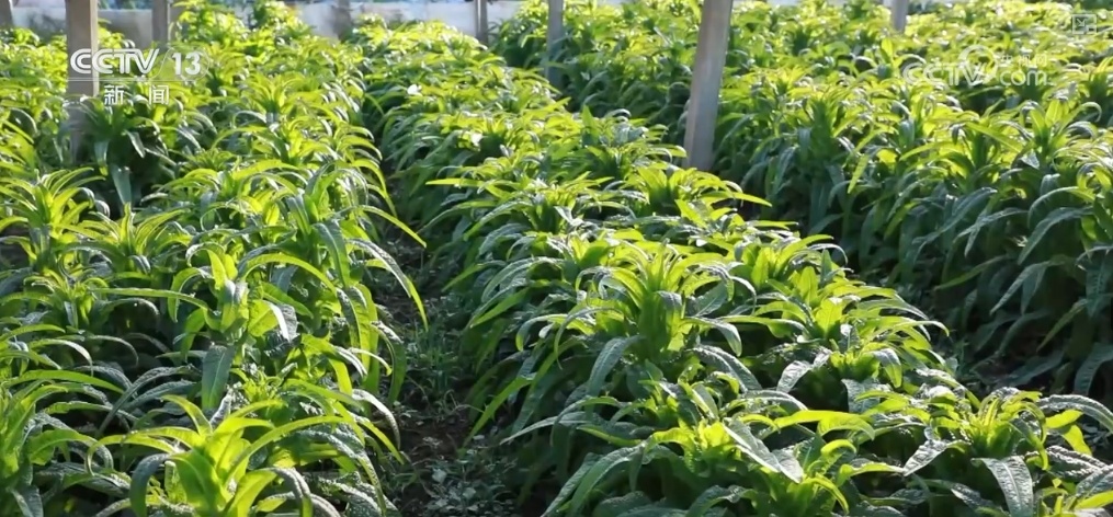 冬储菜供应充足 “老三样”销售旺 百姓“菜篮子”量足价稳