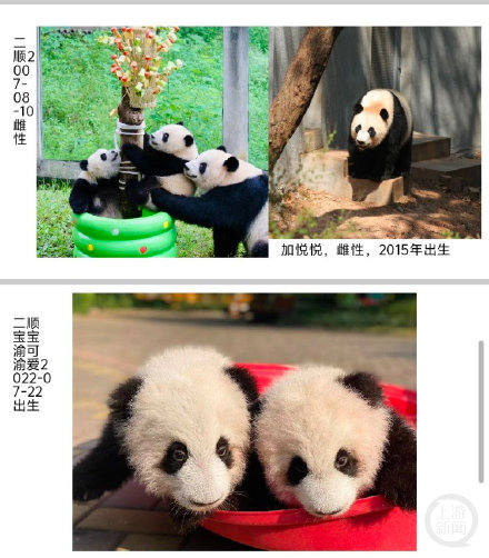 重庆动物园大熊猫火出圈，快来看看你认识哪些“顶流”