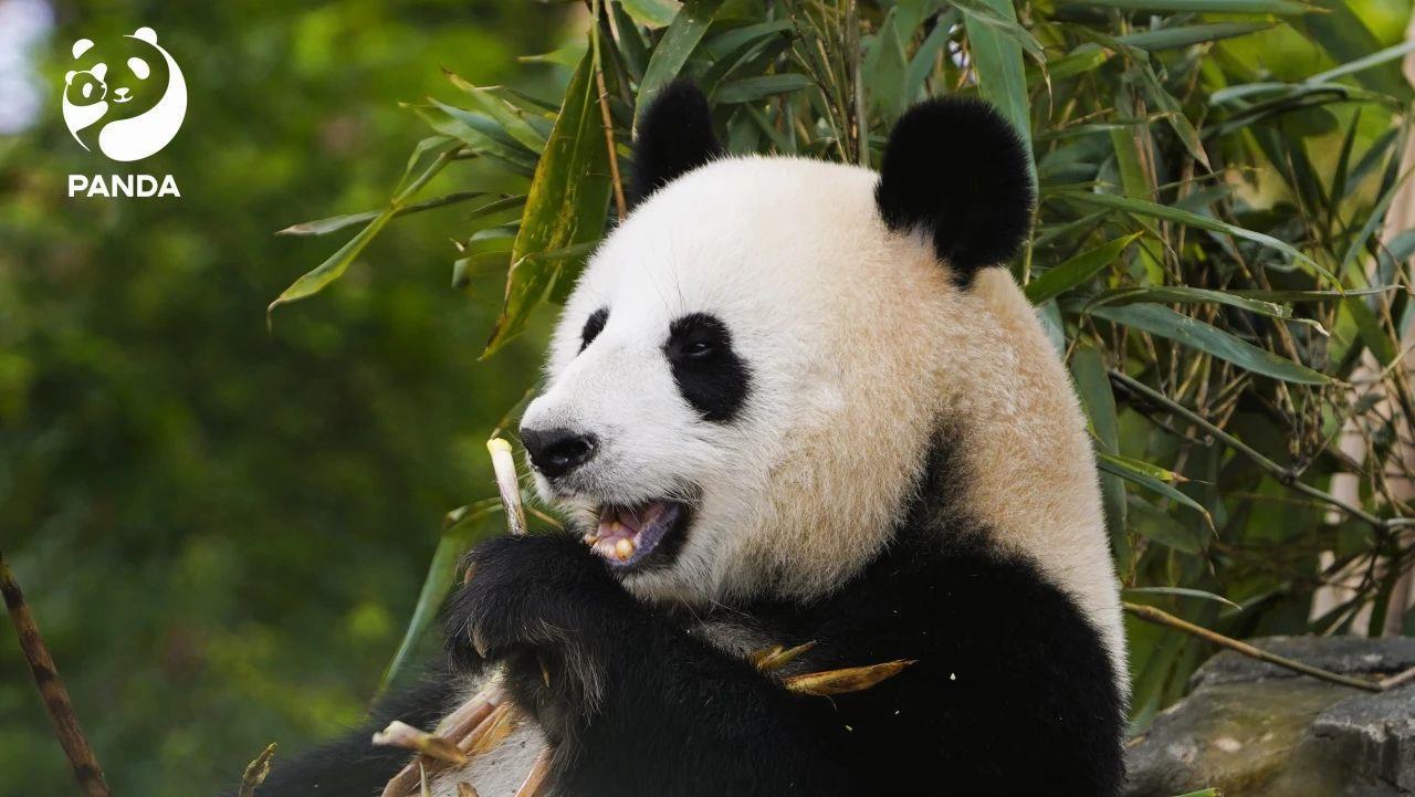 知识点Get√ “黑白配”原来是大熊猫的保护色 知识点Get√ “黑白配”原来是大熊猫的保护色