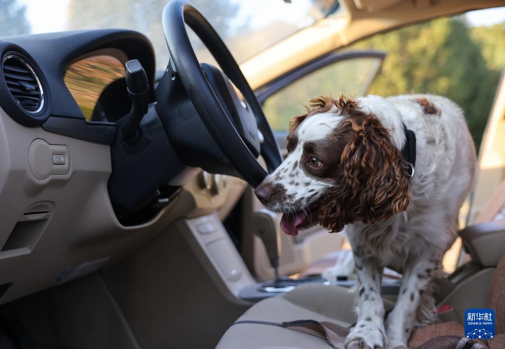 全国警犬技术比赛在京进行 全国警犬技术比赛在京进行