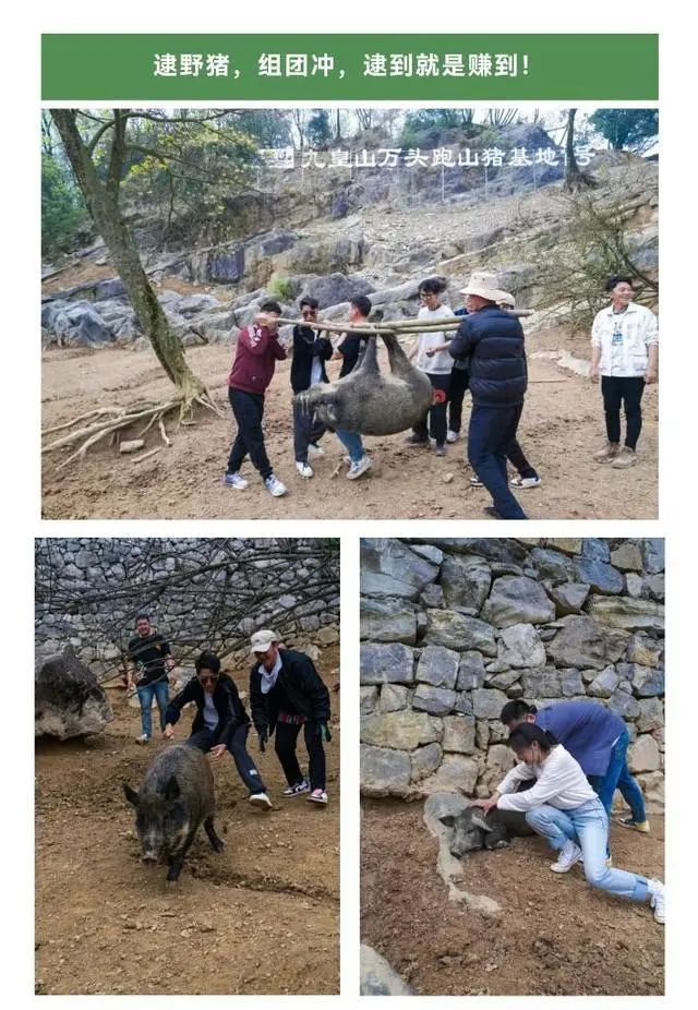 “野猪”逮到就可以免费带走？景区回应：成功率不高，今年共逮住9只，实为杂交猪
