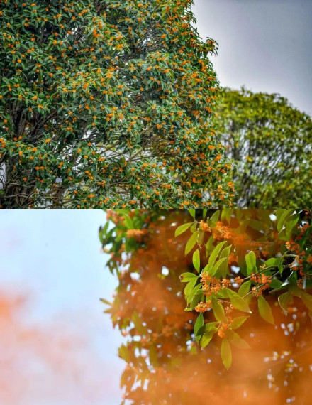 桂花飘香秋意浓~九龙坡正是赏花好时节