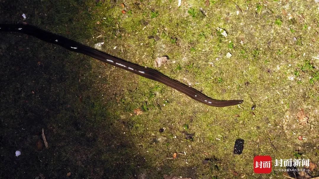 四川一地首次发现,“全球最具破坏力入侵物种”之一! 四川一地首次发现,“全球最具破坏力入侵物种”之一!