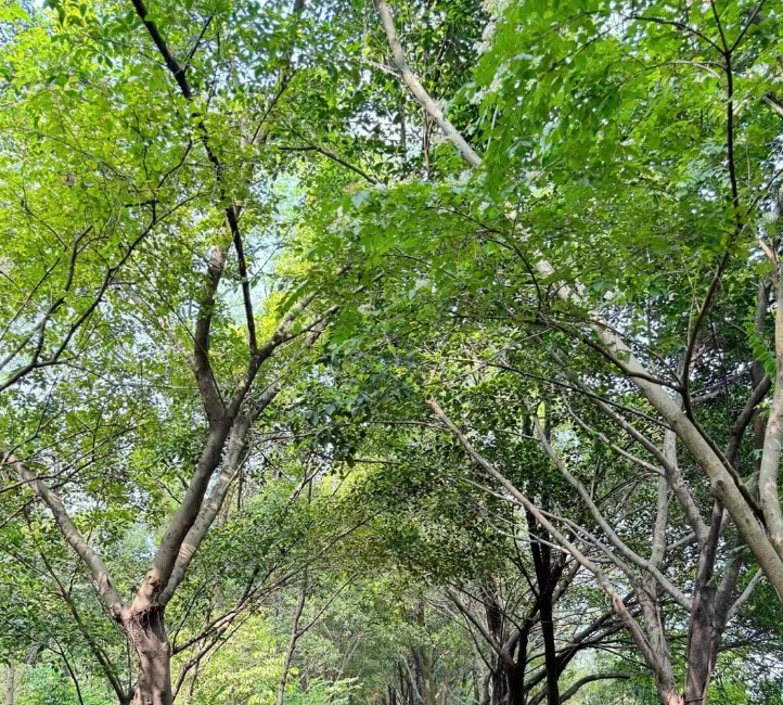 秋色醉人!重庆这些公园好逛又好拍 秋色醉人!重庆这些公园好逛又好拍