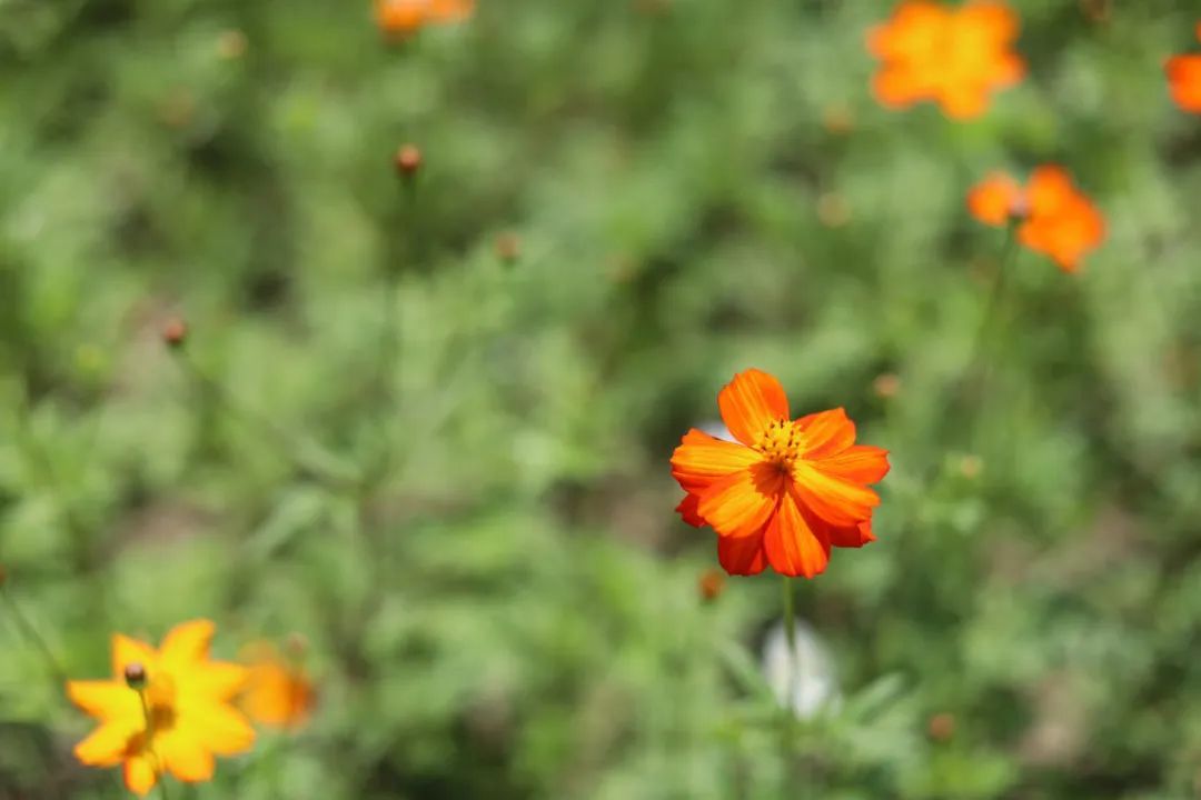 秋色醉人!重庆这些公园好逛又好拍 秋色醉人!重庆这些公园好逛又好拍