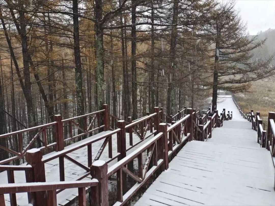 石家庄这里下雪啦！今天气温创今秋新低，下周天气……