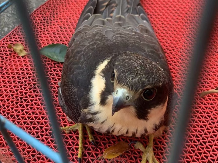 佛山现“戴珍珠项链”鸟儿！警民联手暖心救助