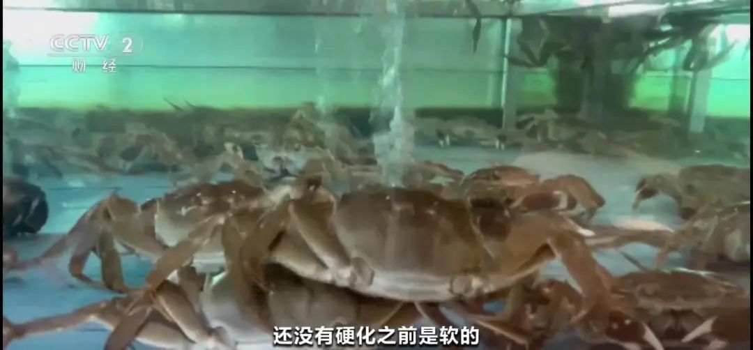 肚皮有"针眼"，是买到了"注水蟹"？央视出手