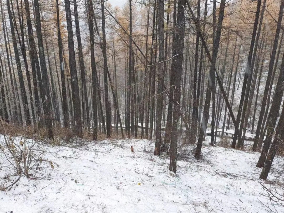 石家庄这里下雪啦！今天气温创今秋新低，下周天气……