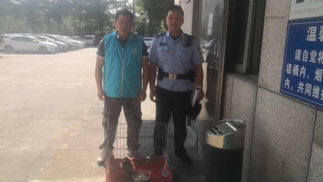 佛山现“戴珍珠项链”鸟儿！警民联手暖心救助