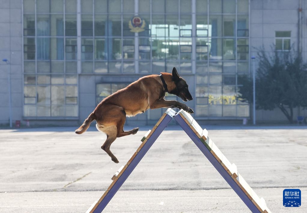 全国警犬技术比赛在京进行 全国警犬技术比赛在京进行