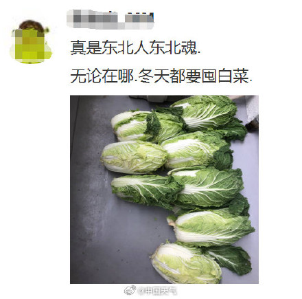 东北囤秋菜给了南方人亿点点震撼