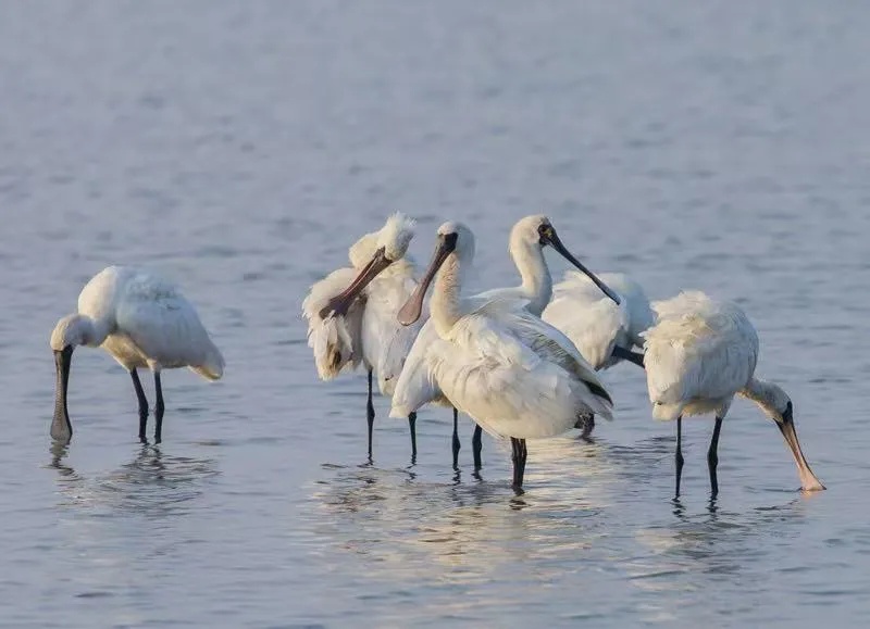 迎最佳观鸟季,大湾区有这些观赏点→ 迎最佳观鸟季,大湾区有这些观赏点→