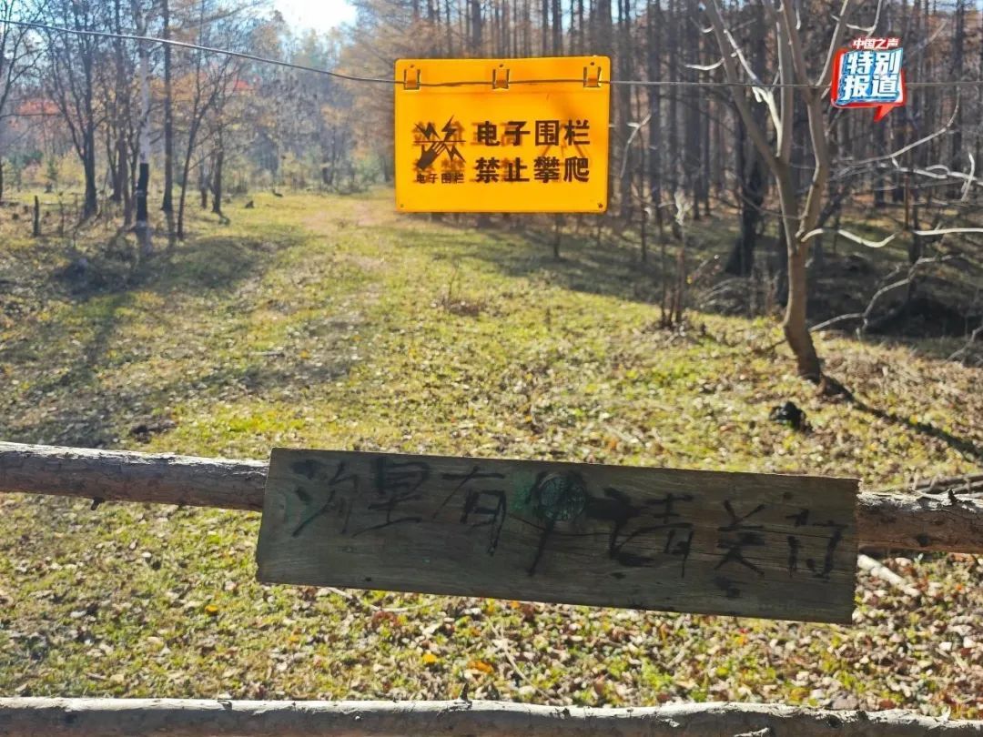 树倒草斑秃!延吉一林场被曝放牧严重,禁牧标牌成摆设! 树倒草斑秃!延吉一林场被曝放牧严重,禁牧标牌成摆设!