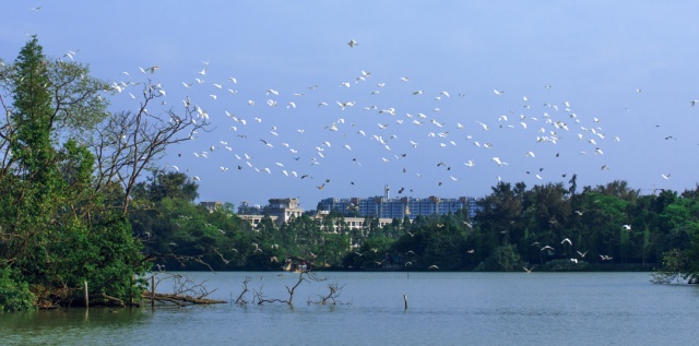迎最佳观鸟季,大湾区有这些观赏点→ 迎最佳观鸟季,大湾区有这些观赏点→