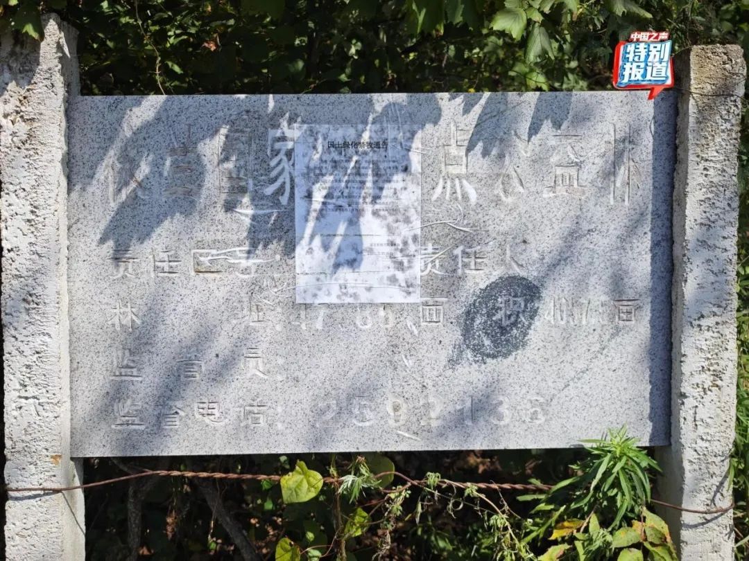 树倒草斑秃!延吉一林场被曝放牧严重,禁牧标牌成摆设! 树倒草斑秃!延吉一林场被曝放牧严重,禁牧标牌成摆设!