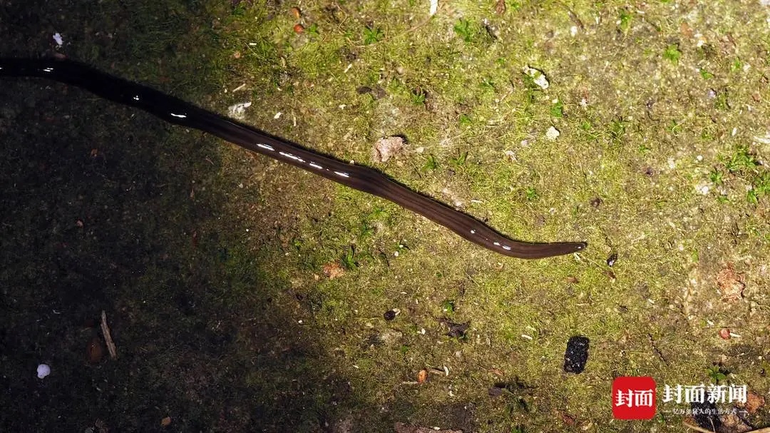 我国一地发现“恶性外来入侵物种” 我国一地发现“恶性外来入侵物种”