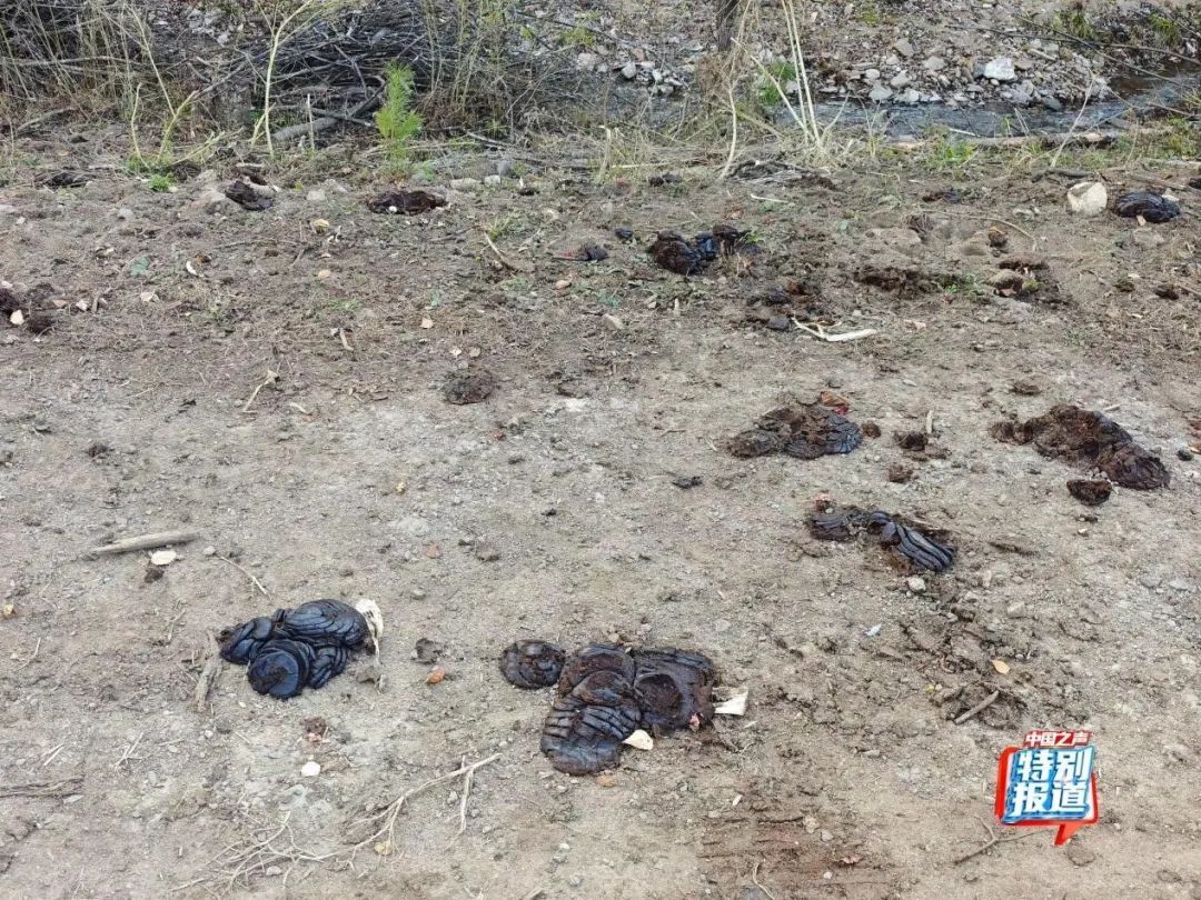 树倒草斑秃!延吉一林场被曝放牧严重,禁牧标牌成摆设! 树倒草斑秃!延吉一林场被曝放牧严重,禁牧标牌成摆设!