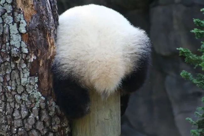 萌化了！“港产”大熊猫有新动态