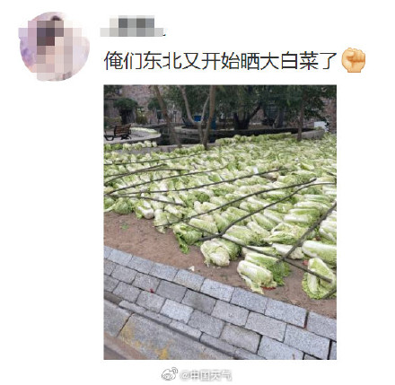 东北囤秋菜给了南方人亿点点震撼