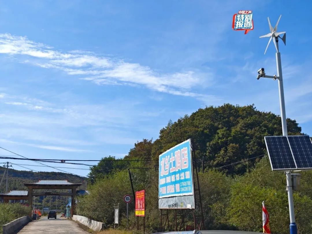 树倒草斑秃!延吉一林场被曝放牧严重,禁牧标牌成摆设! 树倒草斑秃!延吉一林场被曝放牧严重,禁牧标牌成摆设!