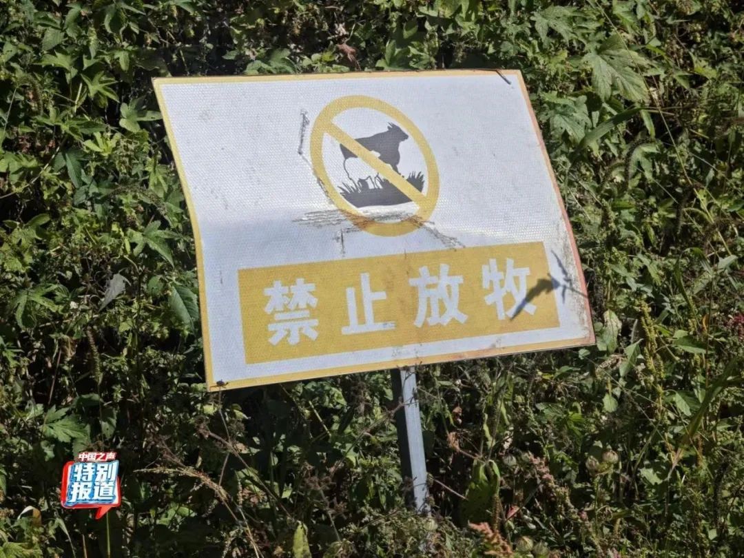 树倒草斑秃!延吉一林场被曝放牧严重,禁牧标牌成摆设! 树倒草斑秃!延吉一林场被曝放牧严重,禁牧标牌成摆设!