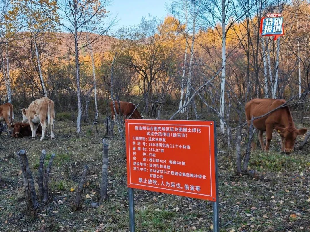 树倒草斑秃!延吉一林场被曝放牧严重,禁牧标牌成摆设! 树倒草斑秃!延吉一林场被曝放牧严重,禁牧标牌成摆设!