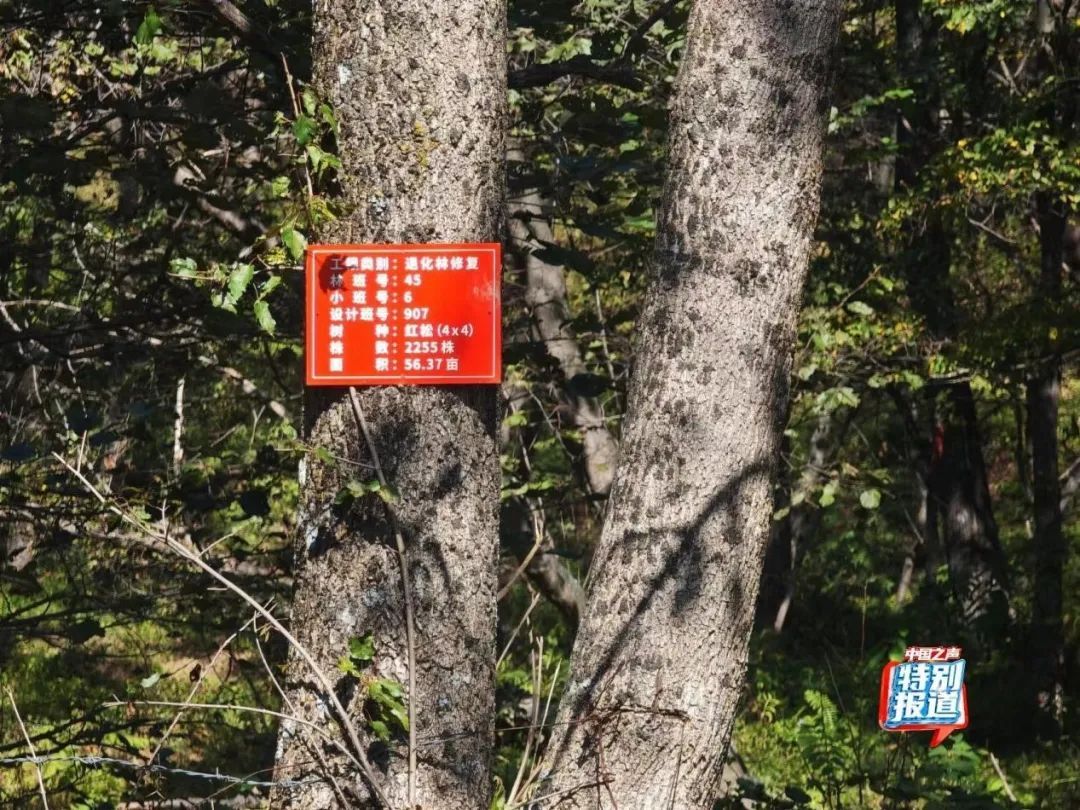 树倒草斑秃!延吉一林场被曝放牧严重,禁牧标牌成摆设! 树倒草斑秃!延吉一林场被曝放牧严重,禁牧标牌成摆设!