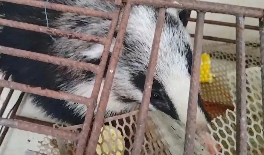 饭不白吃~它“汪汪汪”就帮助了迷路的“獾獾”