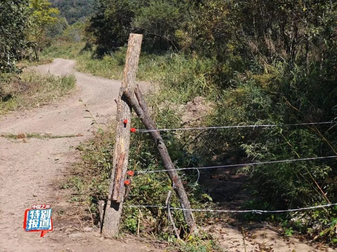树倒草斑秃!延吉一林场被曝放牧严重,禁牧标牌成摆设! 树倒草斑秃!延吉一林场被曝放牧严重,禁牧标牌成摆设!