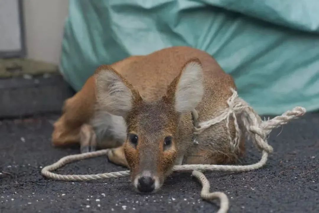 小獐子的奇幻漂流!这个国家二级保护动物从浦东游到了横沙 小獐子的奇幻漂流!这个国家二级保护动物从浦东游到了横沙