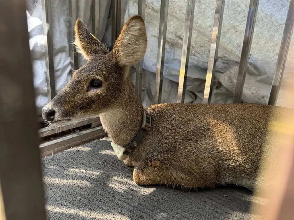 小獐子的奇幻漂流!这个国家二级保护动物从浦东游到了横沙 小獐子的奇幻漂流!这个国家二级保护动物从浦东游到了横沙