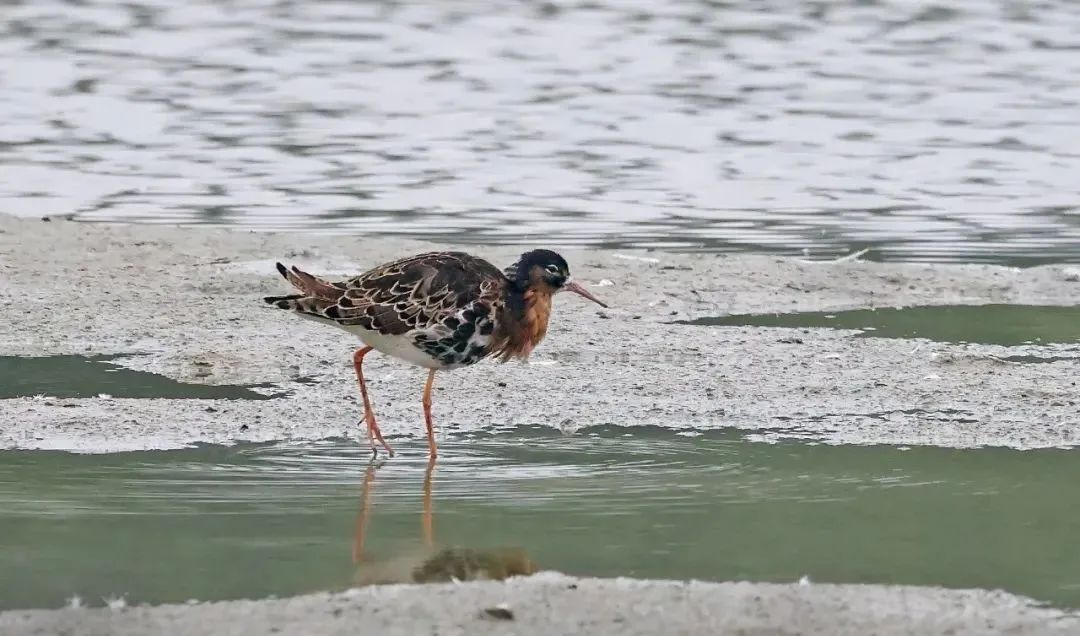 迎最佳观鸟季,大湾区有这些观赏点→ 迎最佳观鸟季,大湾区有这些观赏点→