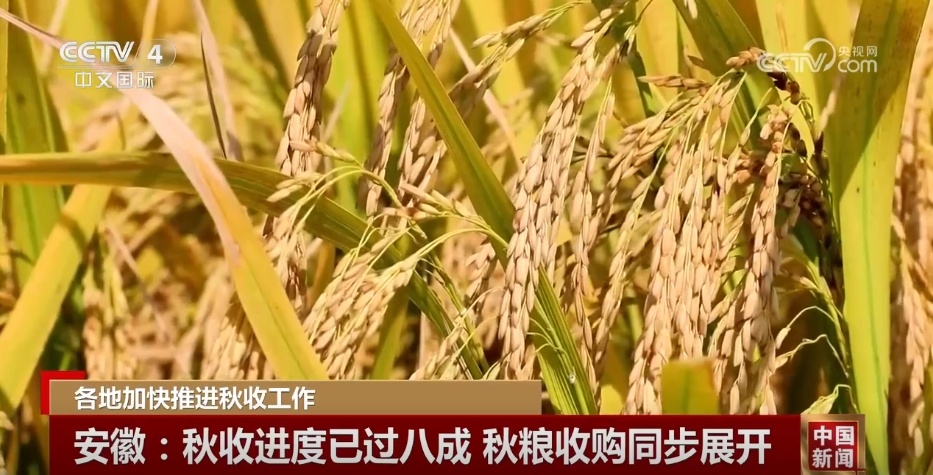 金秋十月五谷丰登 各地秋收秋种工作“热火朝天”夯实粮食丰收基础