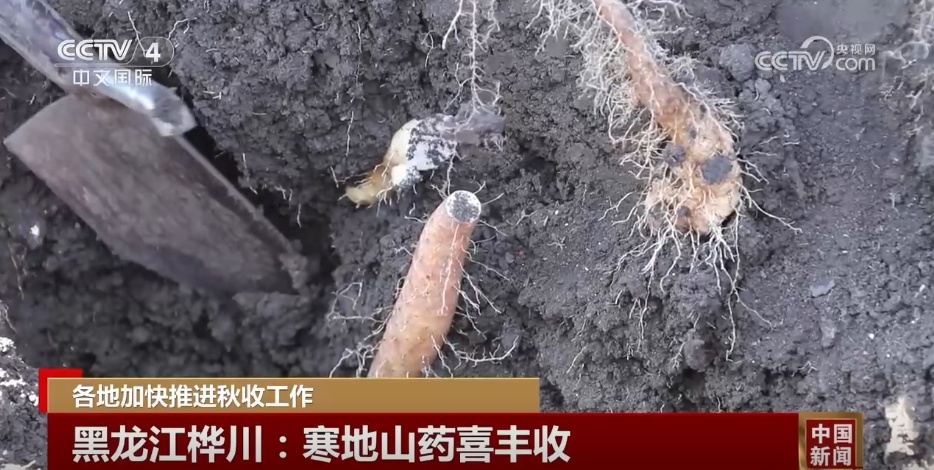 金秋十月五谷丰登 各地秋收秋种工作“热火朝天”夯实粮食丰收基础