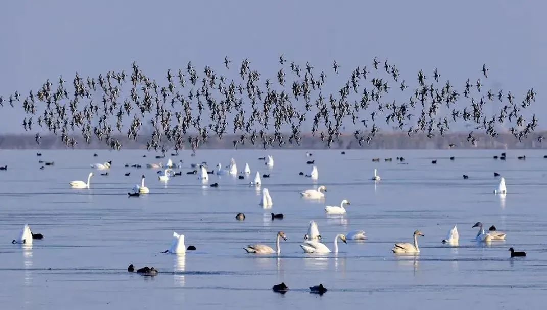 迎最佳观鸟季,大湾区有这些观赏点→ 迎最佳观鸟季,大湾区有这些观赏点→