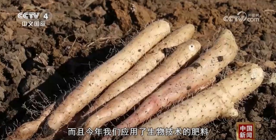 金秋十月五谷丰登 各地秋收秋种工作“热火朝天”夯实粮食丰收基础