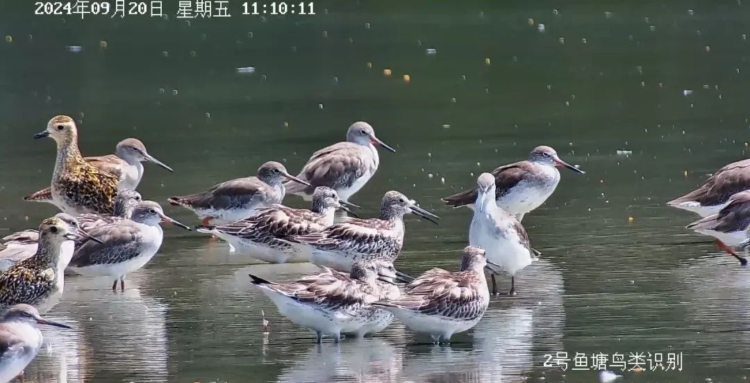 迎最佳观鸟季,大湾区有这些观赏点→ 迎最佳观鸟季,大湾区有这些观赏点→