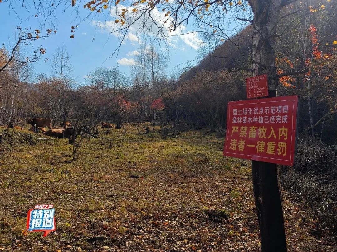 树倒草斑秃!延吉一林场被曝放牧严重,禁牧标牌成摆设! 树倒草斑秃!延吉一林场被曝放牧严重,禁牧标牌成摆设!